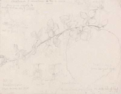 Brambles by Samuel Palmer